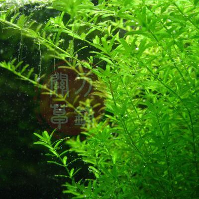 水下叶水草关刀草铺日本珍珠草