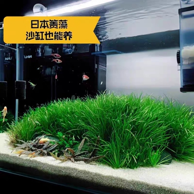 水下叶水草日本箦藻工作室自产