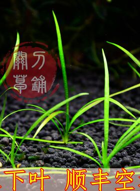 红针叶皇冠 【关刀草铺】水下叶水草 红型 阴性前景草 ADA造景