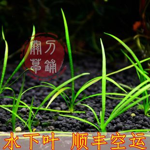 红针叶皇冠 【关刀草铺】水下叶水草 红型 阴性前景草 ADA造景
