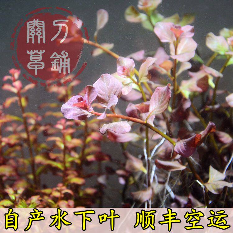 卵叶丁香 1支 发顺丰 【关刀草铺】自家养水下叶 ada造景水族水草