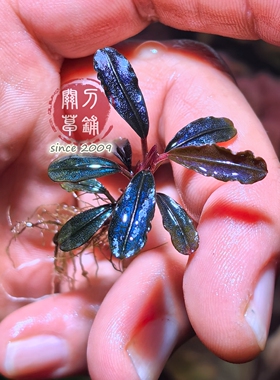 柯达冈 1株 辣椒榕水草 ADA水族造景鱼缸科达岗 关刀草铺水下叶