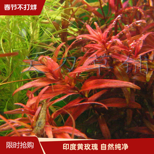 印度黄玫瑰水草水下叶关刀草铺