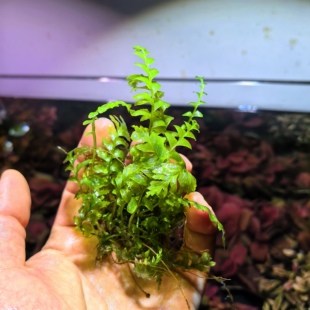青叶木蕨 水下叶【关刀草铺】自家养真正水草 水族 青叶蕨 青木蕨