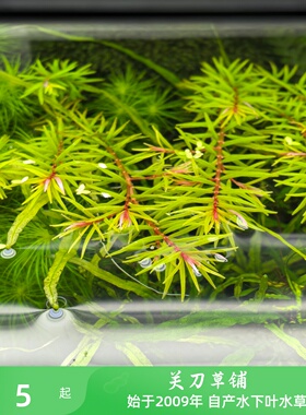南美小百叶5支水草关刀草铺自家养水下叶ADA造景水族中后景真水草