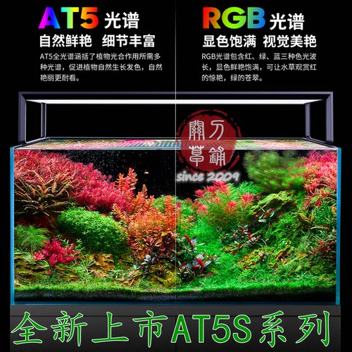 尼特利灯盘全新正品关刀草铺