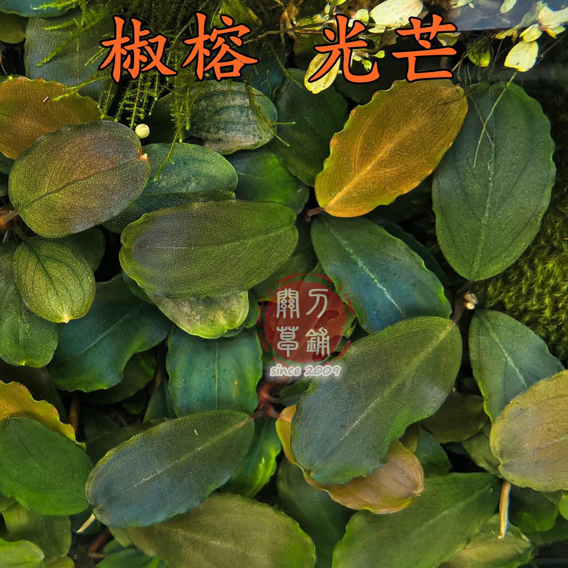 光芒 1株 辣椒榕水草水下叶 草缸鱼缸虾缸ADA造景 关刀草铺