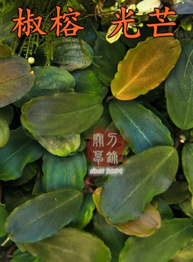 光芒 1株 辣椒榕水草水下叶 草缸鱼缸虾缸ADA造景 关刀草铺