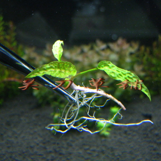 绿菠萝椒草 水中叶水草 鱼缸造景 阴性草 水晶虾缸 关刀草铺
