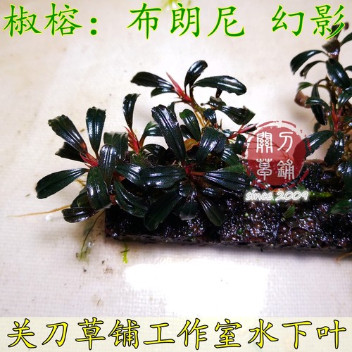 布朗尼幻影辣椒榕水草关刀草铺