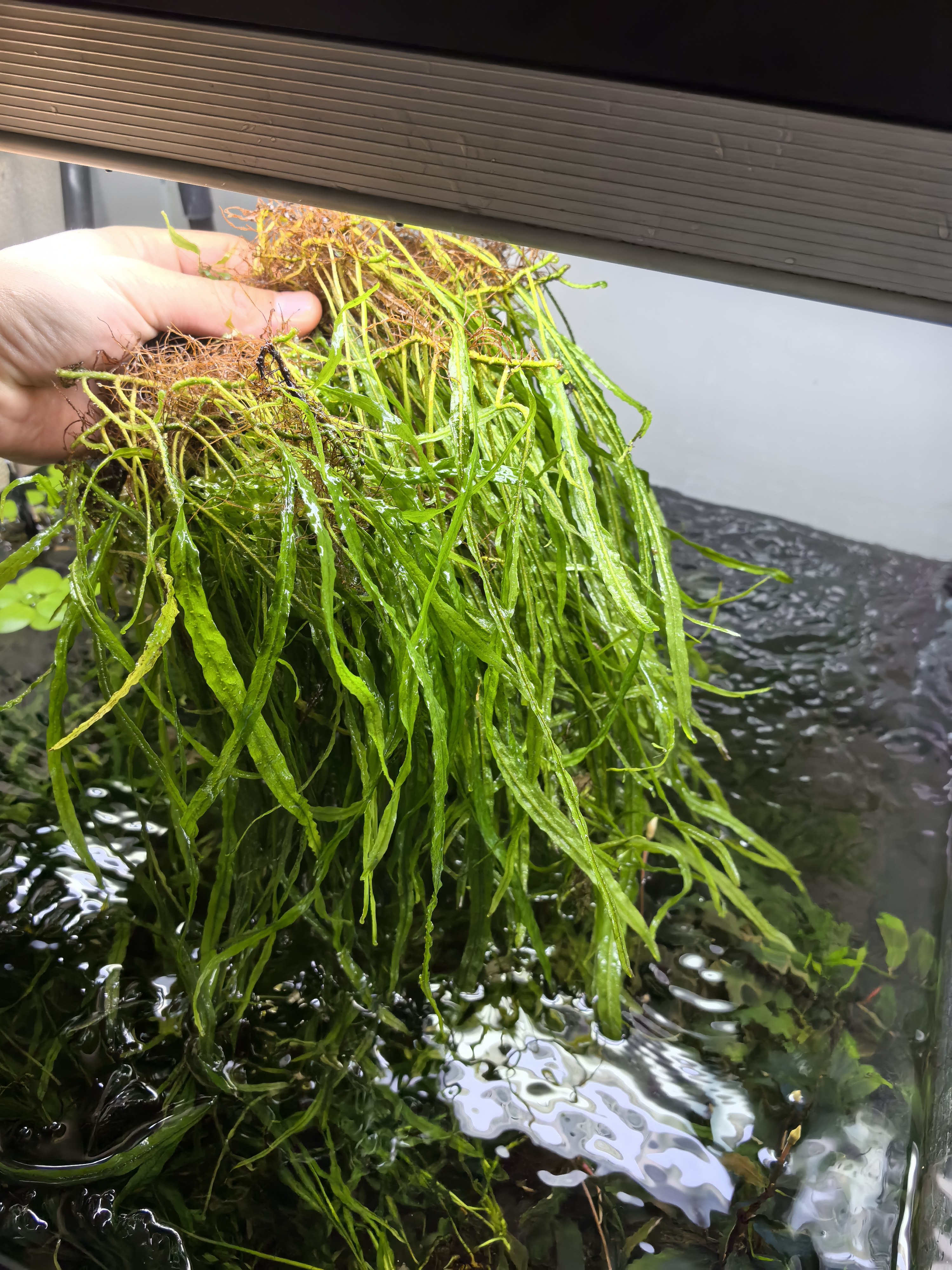 自养水下叶丹麦细叶铁关刀草铺