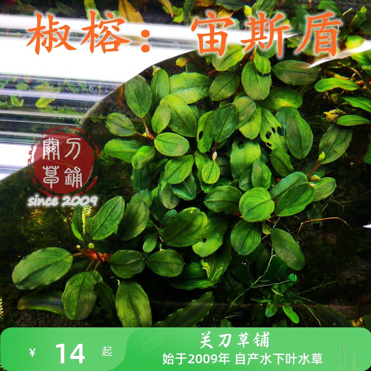 宙斯盾 1株 椒榕水草辣椒蓉 【关刀草铺】水下叶水族造景中景草,宠物/宠物食品及用品,水草,淘宝优惠券,粉丝福利购,淘宝优惠卷