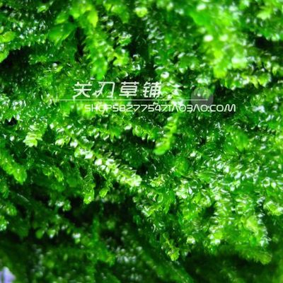 水晶莫丝水下叶关刀草铺自产