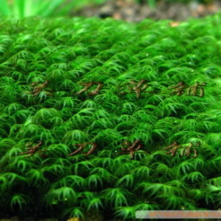 小叶美凤 迷你叶美国凤尾苔 莫丝莫斯 关刀草铺自产水中叶水草