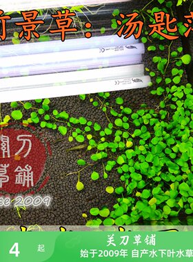 汤匙萍 1份 水下叶水草 自家养 汤池平 汤勺萍 ADA水族造景前景草