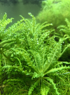 喷泉太阳1株水草水下叶中前景草缸造景自家养自来水杜绝无菌杯