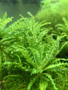 喷泉太阳1株水草水下叶中前景草缸造景自家养自来水杜绝无菌杯