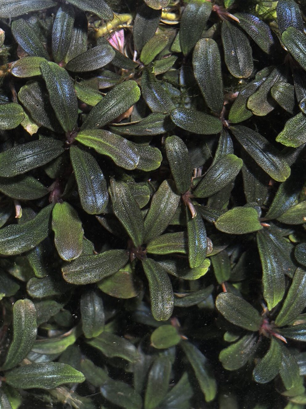 米拉维 辣椒榕水草水下叶 1株 关刀草铺水族造景ADA阴性无需二氧