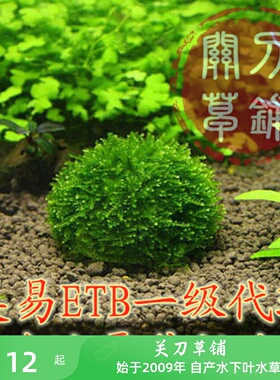 包邮 ETB美易透明沉水球莫斯球莫丝球莫斯观赏虾屋繁殖矿物质球
