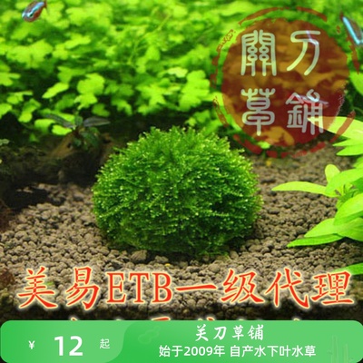 包邮etb美易水球莫斯球观赏繁殖