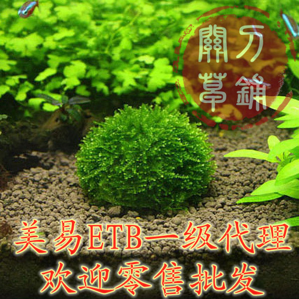 包邮 ETB美易透明沉水球莫斯球莫丝球莫斯观赏虾屋繁殖矿物质球