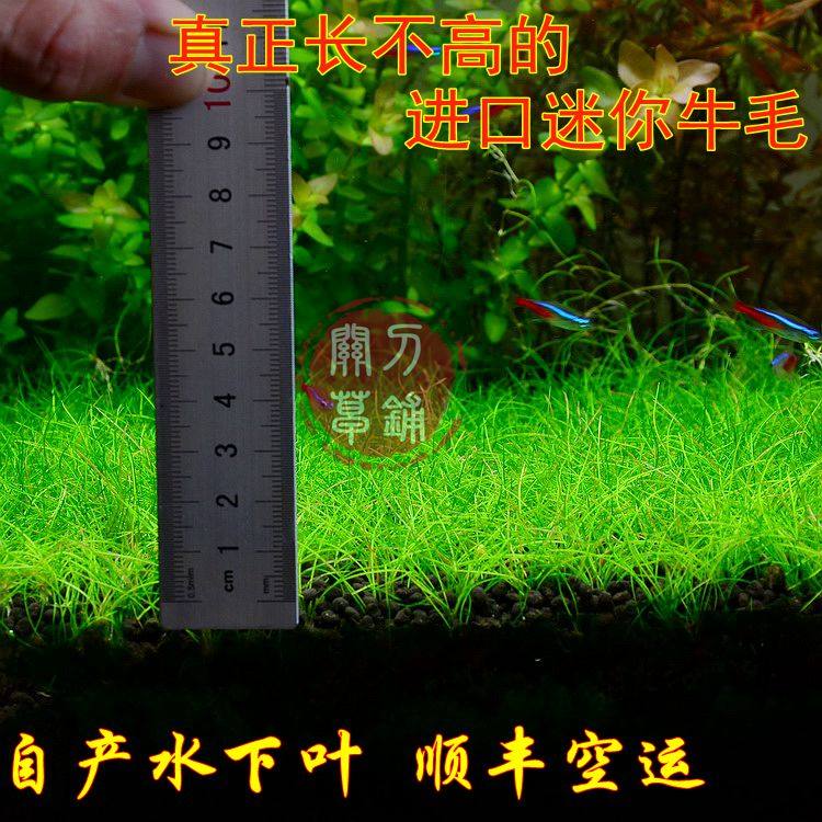 进口迷你牛毛 真正长不高的低矮前景 牛毛毡 地毯 关刀草铺水下叶