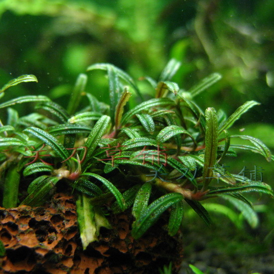 针叶米拉维 辣椒榕水草莫丝水草造景球 鱼缸草缸造景 可绑沉木