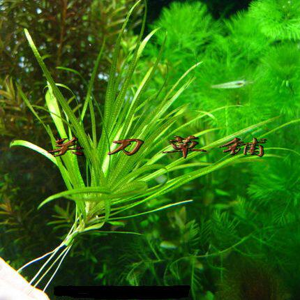 日本箦藻 责藻泽澡 1株 关刀草铺自家养水下叶水草水族中景草泽早