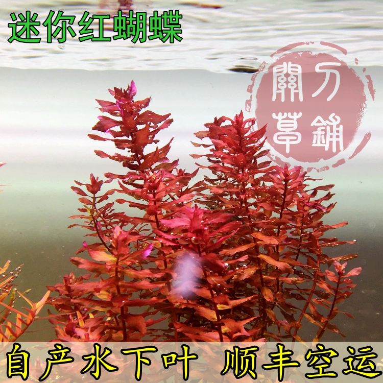 迷你红蝴蝶 一份5支 【关刀草铺】自产水下叶 水族水草中景草 宠物/宠物食品及用品 水草 原图主图