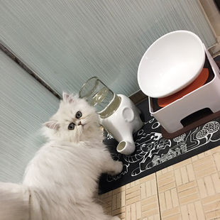 宠物猫用不湿胡子喝水碗防打翻湿下巴猫咪陶瓷喝水器 大象饮水器