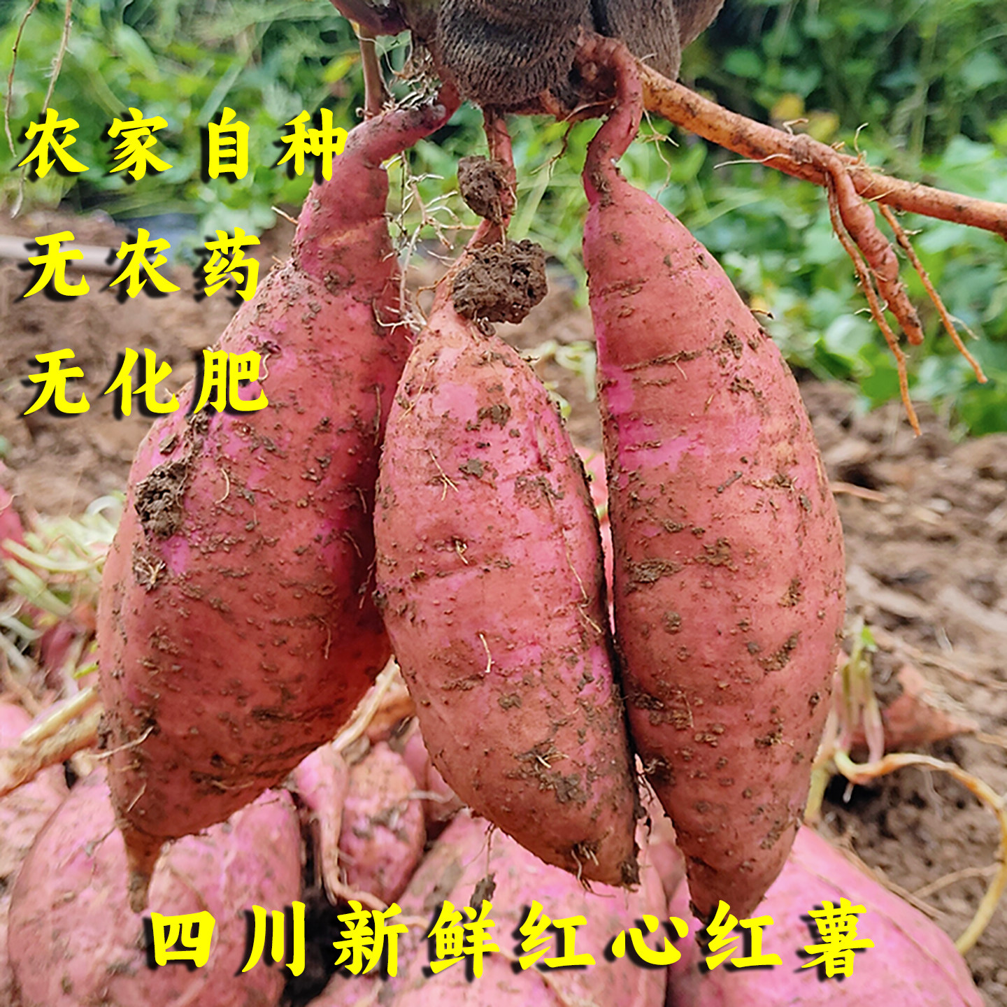 红心蜜薯甜糯生吃烤地瓜可做种子