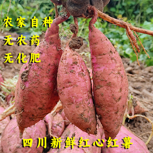 新鲜红薯红心红苕农民自种地瓜烟薯甜糯粉生吃脆甜烤地瓜红心蜜薯