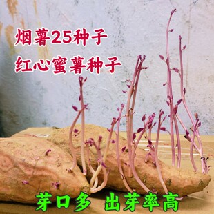 高产烟薯25种子红心蜜薯种块苗出芽率高红苕番薯高产种子育苗种块