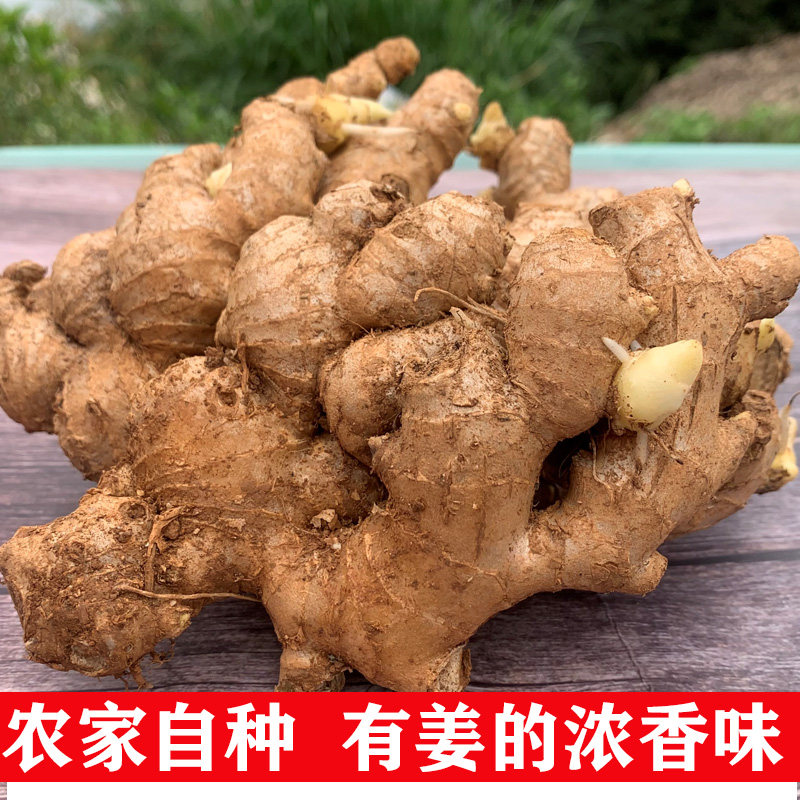 广西农家自种高山小黄姜带土发货