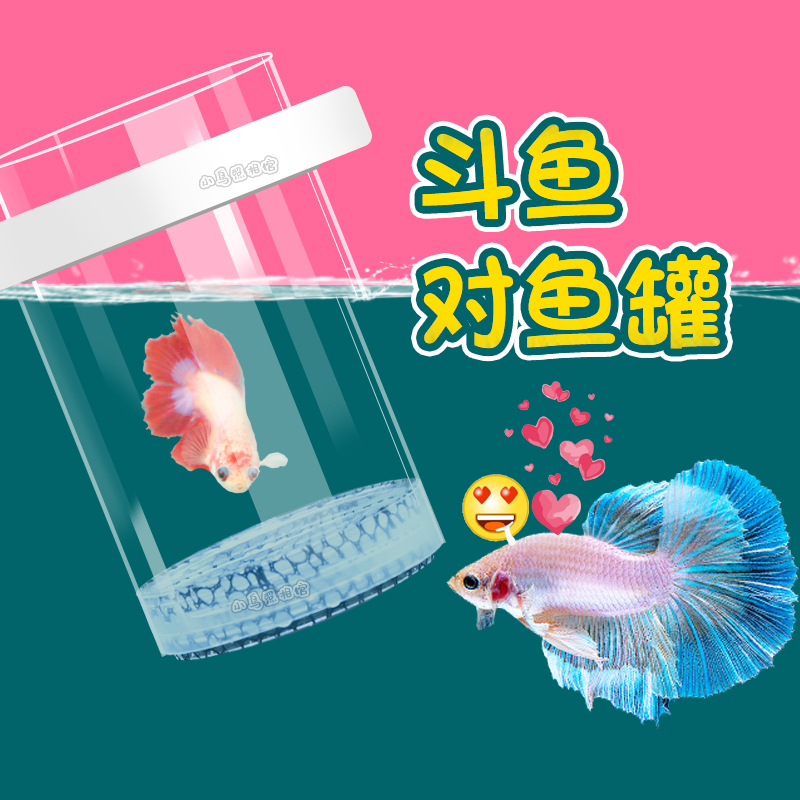 斗鱼繁殖漂浮公母隔离对鱼