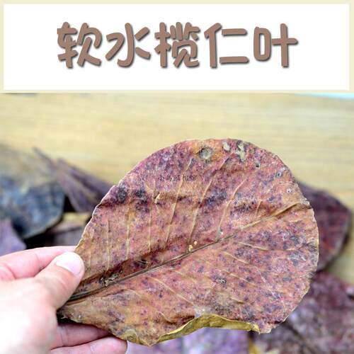榄仁叶懒人叶斗鱼繁殖埃及短鲷罗汉定水降酸鱼缸水族增色 - 封面