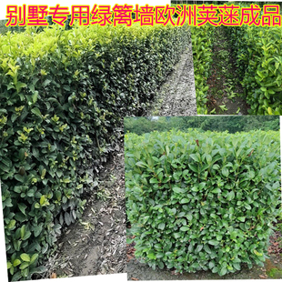 成都户外庭院植物别墅围栏篱笆墙绿篱植物墙欧洲荚蒾墙四季常绿