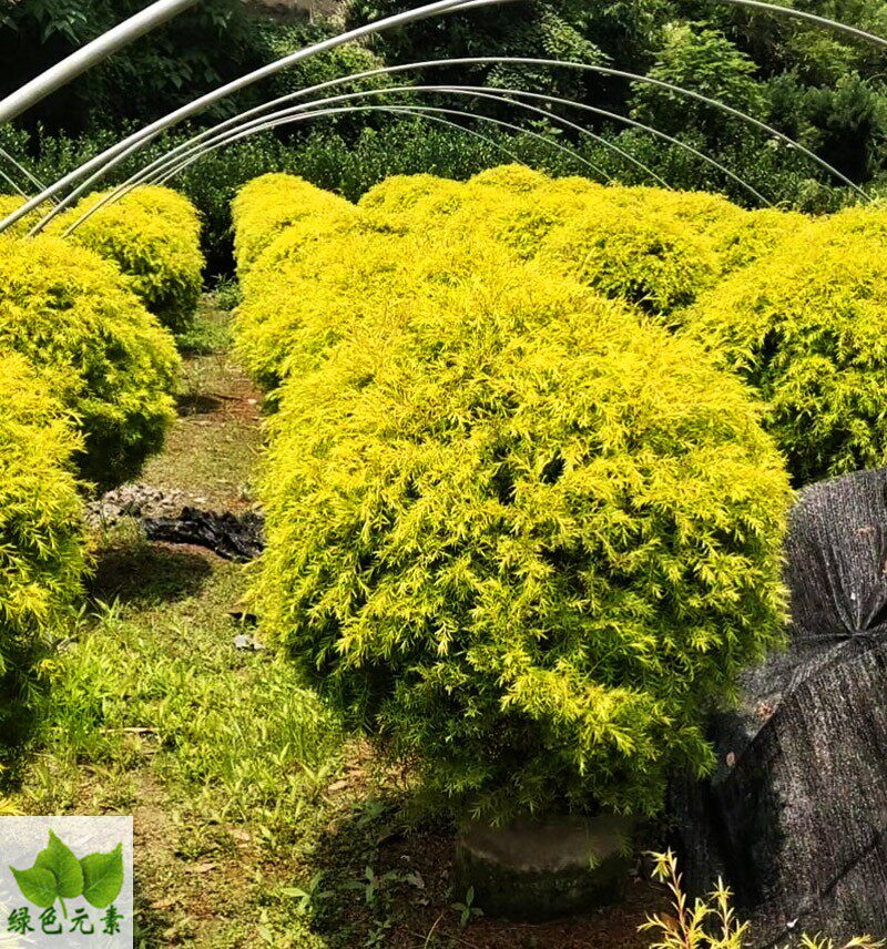 成都户外庭院植物精品黄金柳球千层金球地被花卉球状绿植工程苗木
