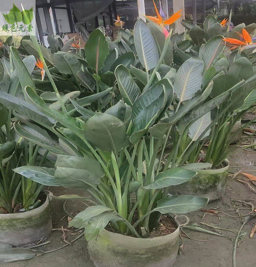 成都绿植销售花园设计施工鹤望兰花镜植物开花天堂鸟户外植物好养