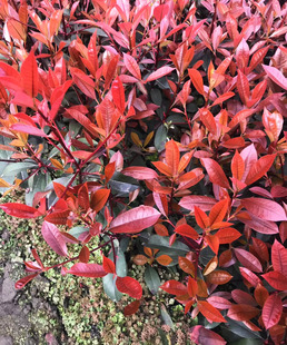 成都园林绿化苗木销售红叶石楠杯苗花园阳台绿化工程地被彩色绿植