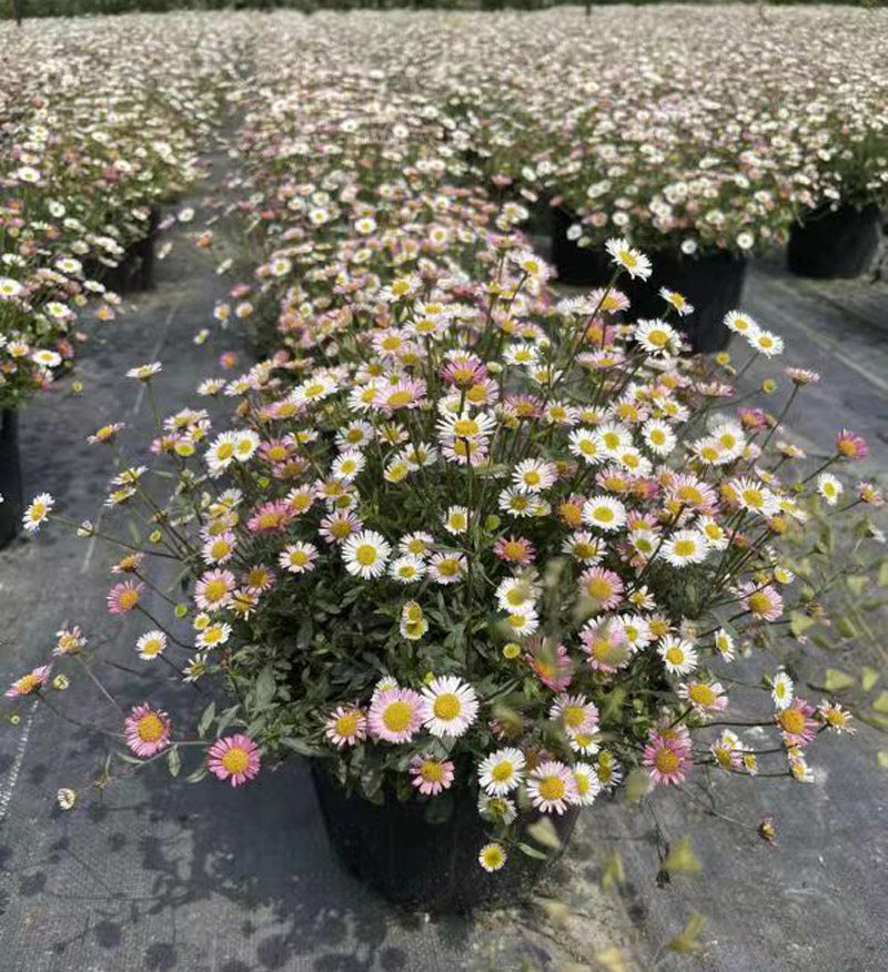 四川苗木化境植物销售墨西哥飞蓬四季化境花园阳台花卉植物好养