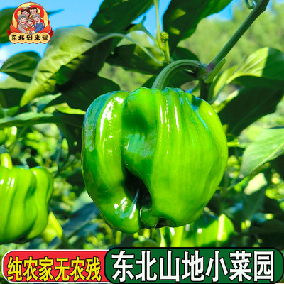 东北农家大辣椒圆椒麻椒新鲜蔬菜农家肥种植薄皮青椒露天山地种植