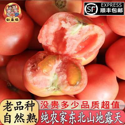 东北老品种西红柿优质番茄
