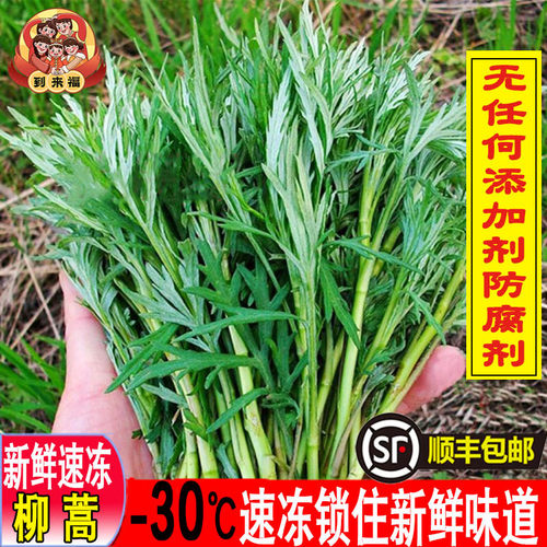 东北野生柳蒿芽新鲜速冻到来福