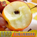 鞍山南果梨正宗海城新鲜安国南国梨新鲜水果酒梨东北辽宁特产礼盒