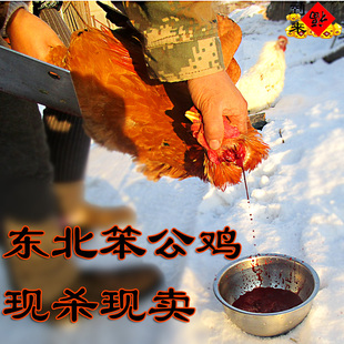 到来福东北笨公鸡老母鸡现杀现买柴鸡走地鸡活鸡月子鸡土鸡