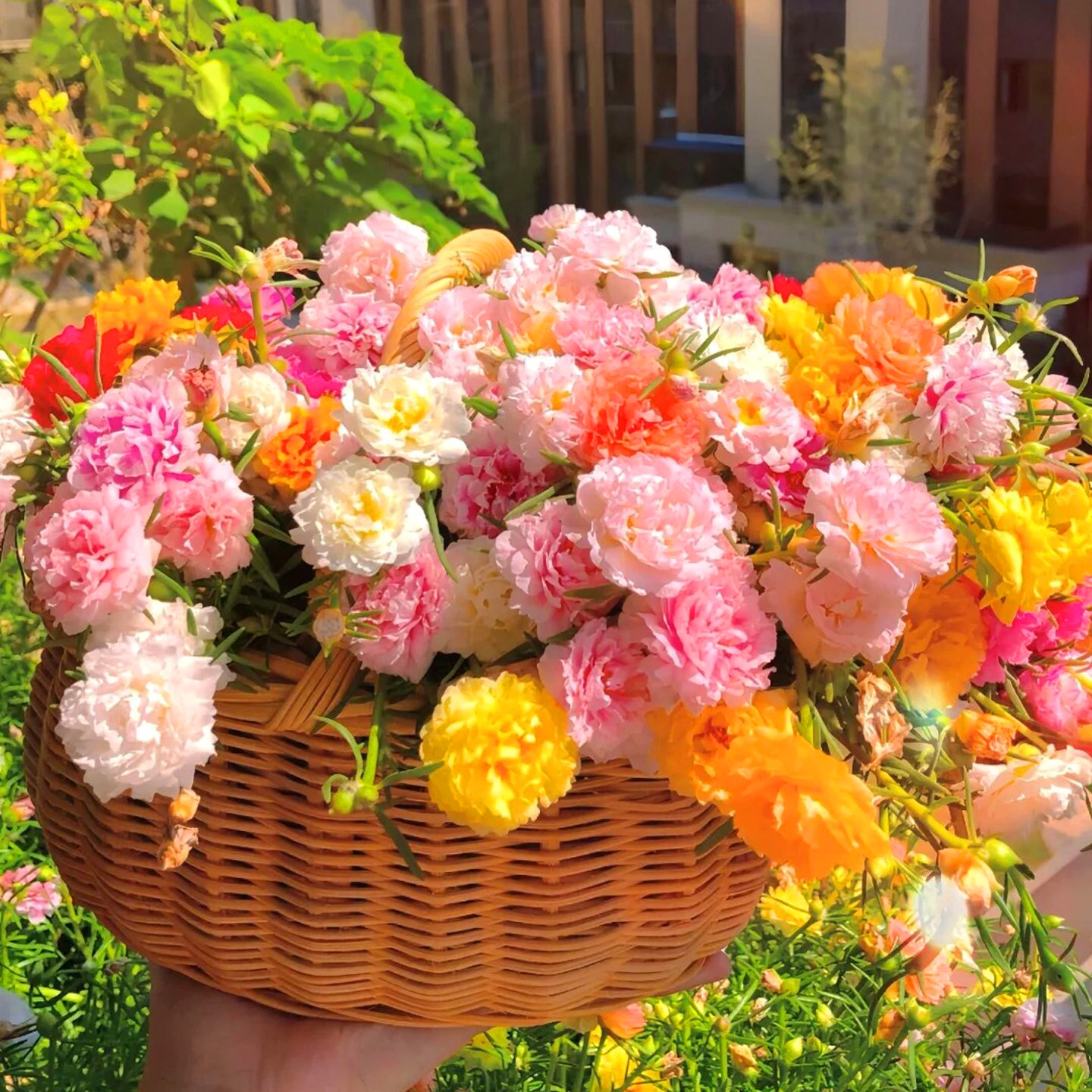 重瓣太阳花种子四季易活开花不断阳台盆栽盆栽苗庭院花卉种籽子孑