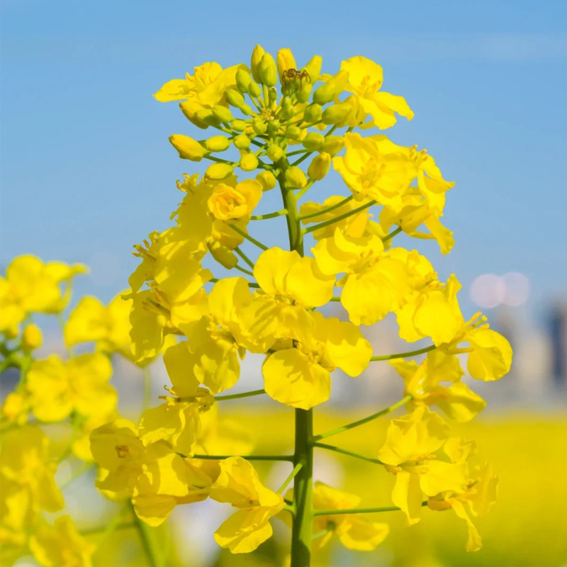 黄色油菜籽种子当季新采油菜花种子食用榨油观赏绿化花海蜜源包邮