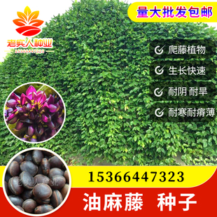 四季常青爬藤类攀援植物树种油麻藤种子牛马藤大血藤雀儿花常绿