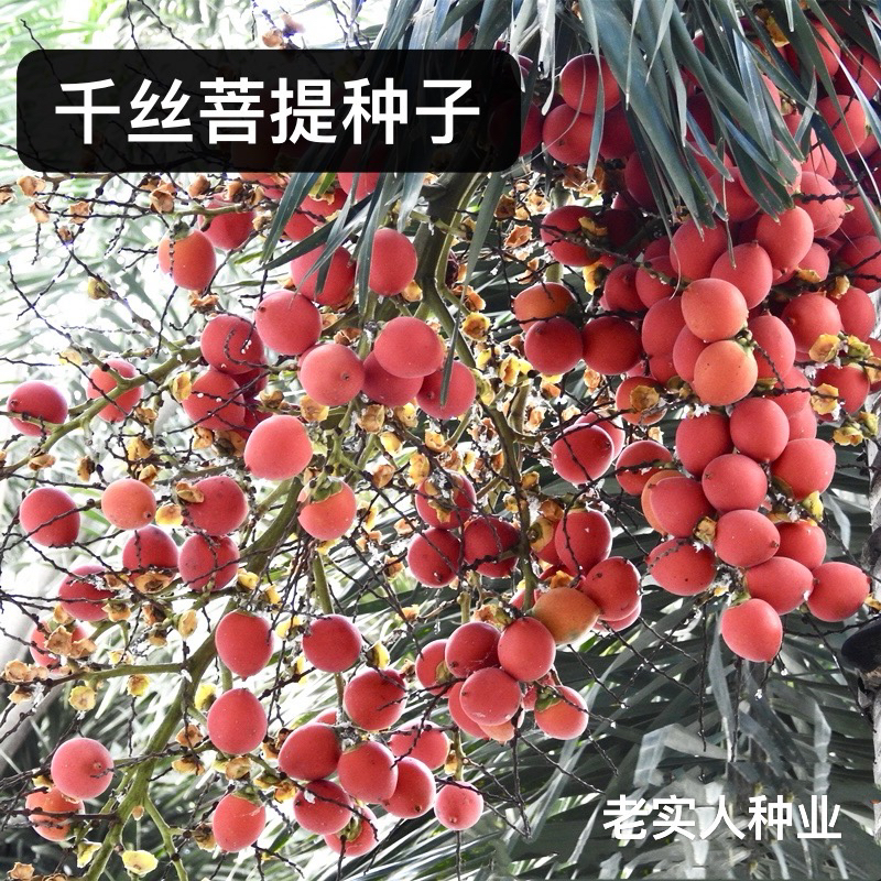 狐尾椰子种子千丝菩提种籽千丝果狐狸椰子二枝棕狐尾棕种子四季籽